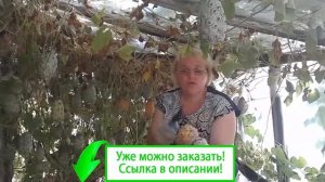Кивано заказать семена
