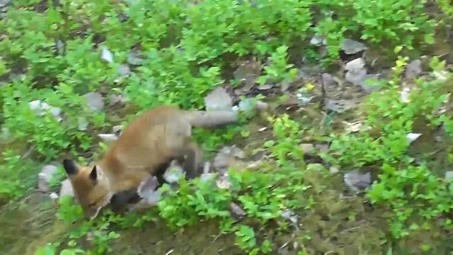 Рыжая лисичка смотреть онлайн