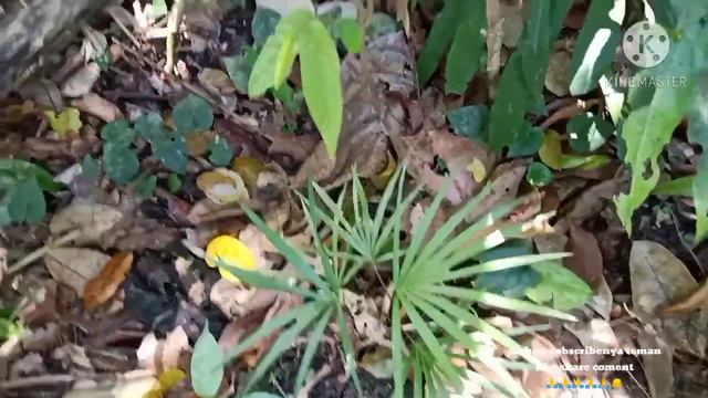 berburu tanaman hias asli hutan Sulawesi🙏🙏🙏 смотреть онлайн