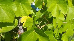 Виноград. Сергей Садов. Кусты на участке