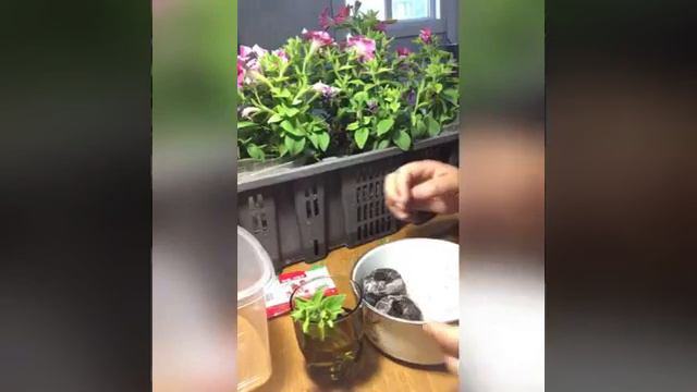 Петунияны силис таттарыы смотреть онлайн