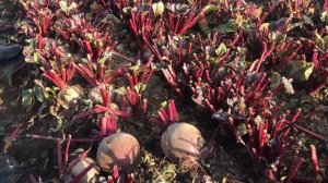 Свёкла ФАЛЬКОН от САКАТА