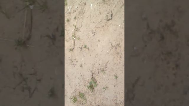 Птенец чайки начало