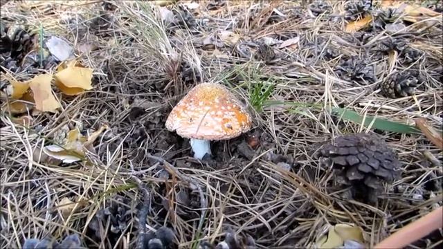 Рачейский бор 2018 смотреть онлайн