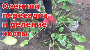 Пересадка (посадка) хосты осенью. Деление куста и уход после посадки, подготовка хосты к зиме.mp4