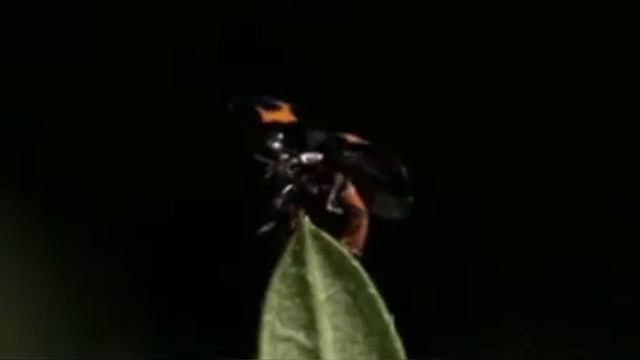 Позитивные Афирмации Доры Люкс на исполнение мечты ( кельтская музыка) #афирмации #исполнениемечт смотреть онлайн