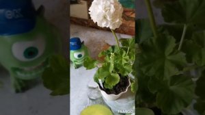 Обзор белых махровых Пеларгоний Wite Butterfly и Odensjo Sound Of Silence.