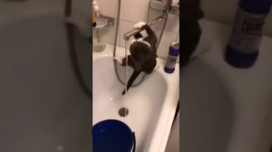 Кот пьет воду в экстремальных условиях. Жажда превыше всего 🤣