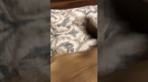 Как отучить французского бульдога от кровати – никак!