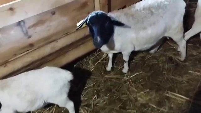 Как прибавляют в весе дорперы смотреть онлайн