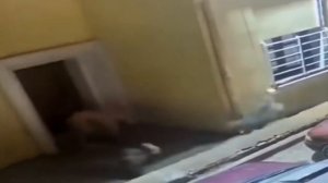 Кангал Против  Волков Кавказская Овчарка в деле