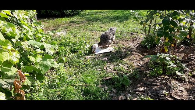 Chicken with chicks part / Курица с цыплятами на прогулке часть 2 смотреть онлайн