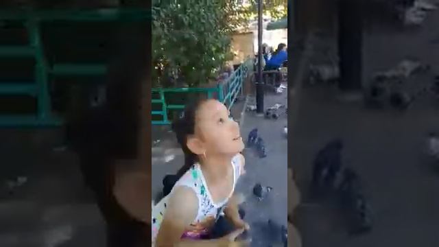 Наглые голуби смотреть онлайн