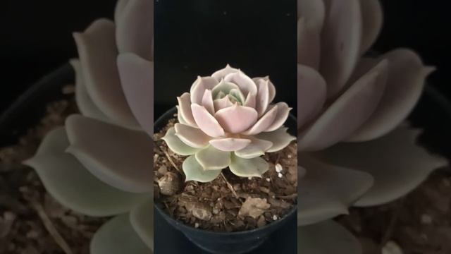 Echeveria lola. #plantas #garden #echeveria #jardin #suculentas #flores #flowers #jardinera смотреть онлайн