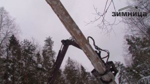 отбор строевого леса