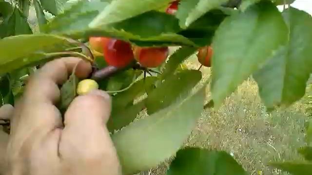 Осмотр сада, абрикос, черешня(26.05.18) смотреть онлайн