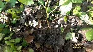 ГРЕЦКИЙ ОРЕХ вырос из магазинного ОРЕШКА, сажаю под ОКНОМ своей квартиры.ПО УЦЕНКЕ НЕ КУПЛЮ НИЧЕГО