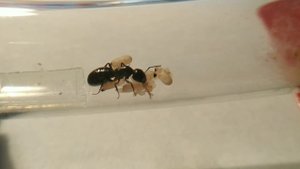 Видео обзор мурашей Camponotus fallax