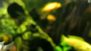 African Cichlid - Canon PowerShot S110 640 x 480 @ 120fps 2/3