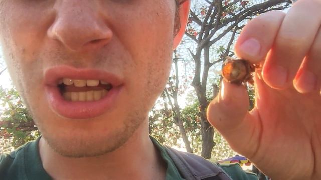 Поедание насекомых в Таиланде смотреть онлайн