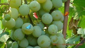 Виноград плодовый Талисман (vitis talisman) ? Талисман обзор: как сажать, рассада винограда Талисма