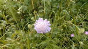 Короставник полевой!  Лекарственное растение, полезные свойства и описание