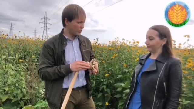 Топинамбур. Крестьянское ЭКО-хозяйство Михаила Степанова