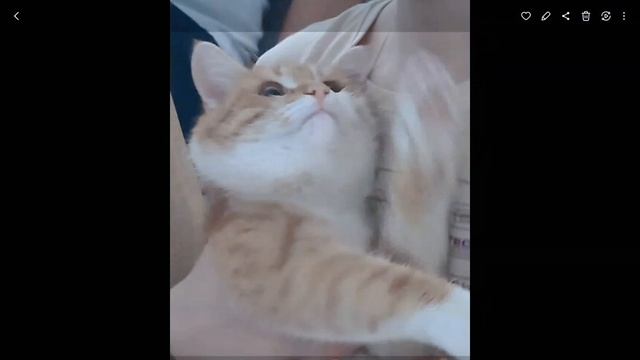 Смешные фото моего кота смотреть онлайн