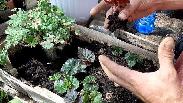 БЕГОНИЯ Клубневая из семян ЗАЦВЕЛА?Маленькие Хитрости и Уход