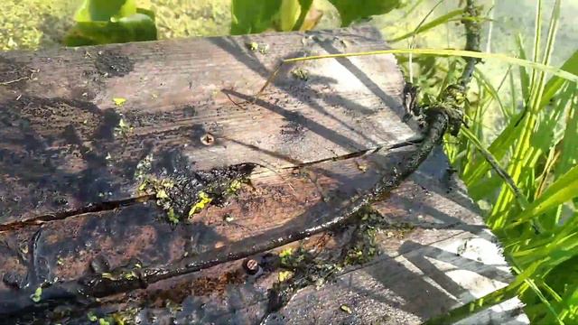 рыбалка на магнит пруд деревня. нашёл 🤔кучу хре...ни😁 смотреть онлайн