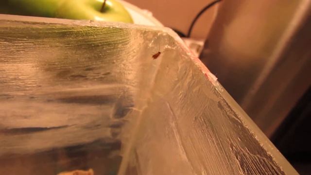 Таракан ползёт по вазелину смотреть онлайн