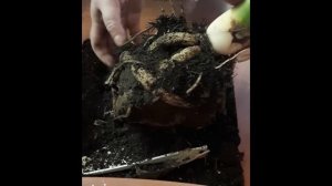 Стрелиция королевская. Пересадка. Не допускайте до такого! Спасибо сыну.