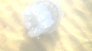 Жизнь Черноморской Медузы (или "инопланетяне среди нас")))