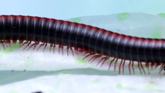 Как избавиться от клещей у кивсяков ? Изгнание паразитов (Xenobolus carnifex red) смотреть онлайн