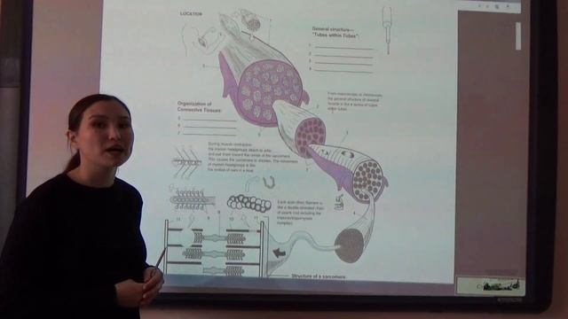 Бұлшықет ұлпасы жайлы