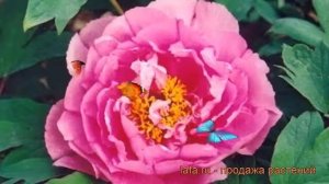 Пион древовидный Пинк Ред (paeonia suffruticosa) ? обзор: как сажать, саженцы пиона Пинк Ред