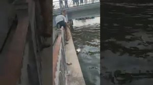 Гигантский толстолоб. Рыбалка в Астрахани.