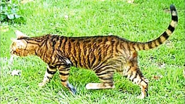 SCP-247 A Harmless Kitten | object class euclid