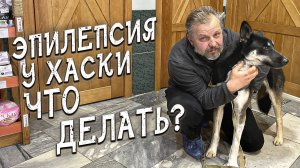 Спасение животных_ Приехала хаски из Нефтьюганска на обследование