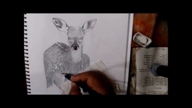 How to Draw a Realistic Baby Deer Fawn смотреть онлайн