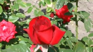 РОЗА МАДАМ ДЕЛЬБАР 039