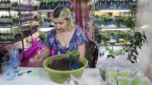 Проращивание и посадка клубней Глоксиний. Домашний Цветочный Бизнес Лайф №4