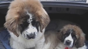 МОСКОВСКАЯ СТОРОЖЕВАЯ. КРАСАВЦЫ ЩЕНКИ. Староконный рынок.Moscow watchdog. Odessa.