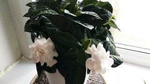 Гардения жасминовидная. Гардения цветет.