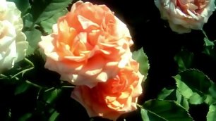 Клематис, белый флокс, розы и мой горшечный садик..mp4