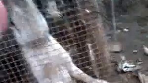 Что будет если покусать камыши?