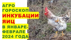 Агрогороскоп инкубации в январе-феврале 2024Agrohoroscope for poultry incubation in January-February