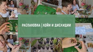 РАСПАКОВКА! Новые хойи и дисхидии