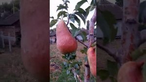 Груша конференция первое плодоношение
