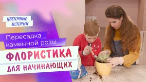 Пересадка каменной розы. ФЛОРИСТИКА ДЛЯ НАЧИНАЮЩИХ